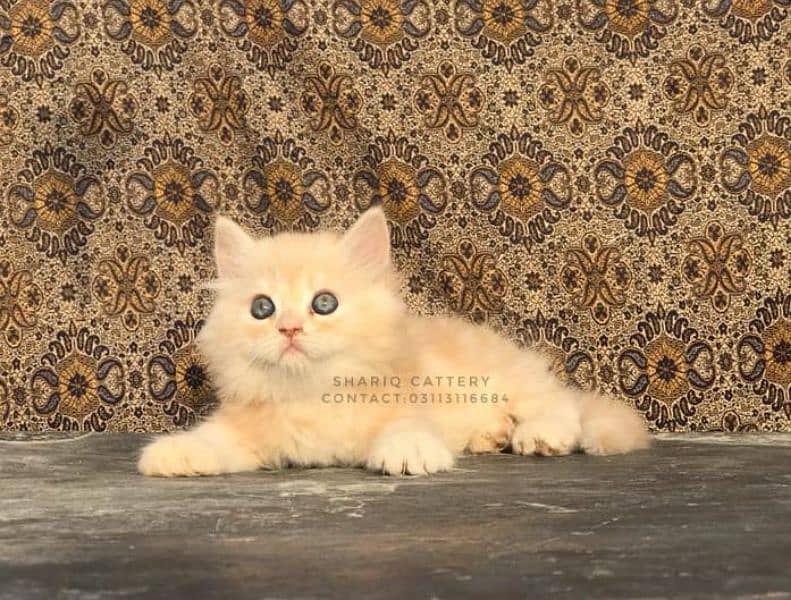 IMPORTED QUALITY PERSIAN KITTENS 1