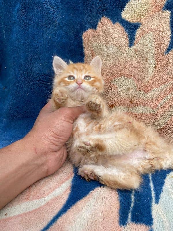 IMPORTED QUALITY PERSIAN KITTENS 6