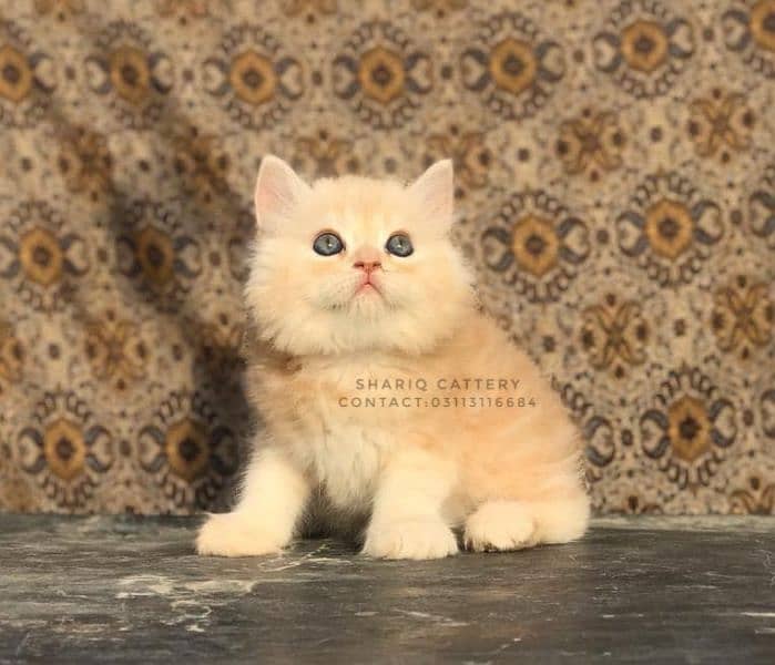 IMPORTED QUALITY PERSIAN KITTENS 8