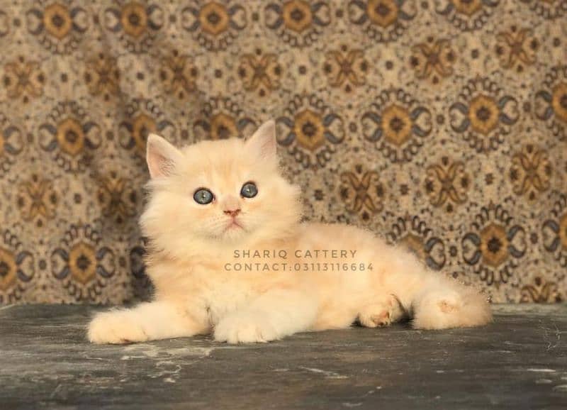 IMPORTED QUALITY PERSIAN KITTENS 15