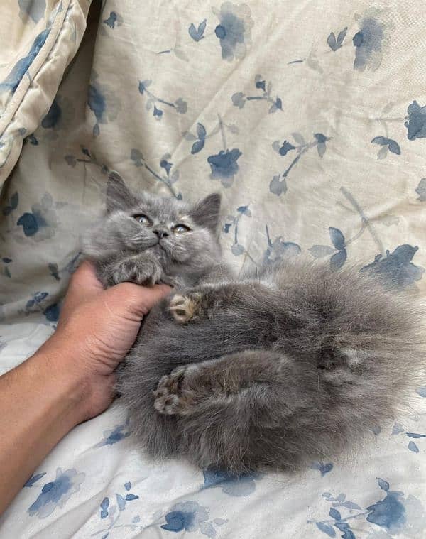 IMPORTED QUALITY PERSIAN KITTENS 19