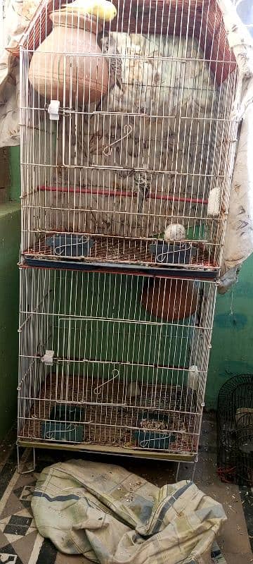 2 breeder budgies pair with chiks and cage 0