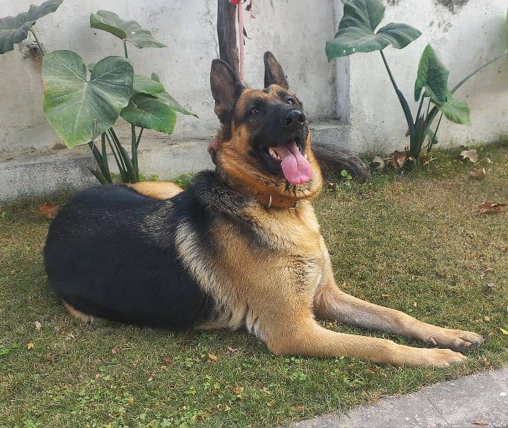 German shepherd female 0