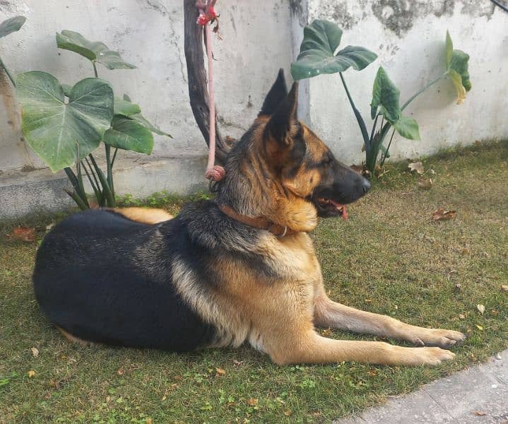 German shepherd female 1