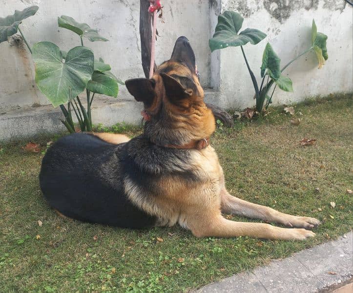 German shepherd female 2