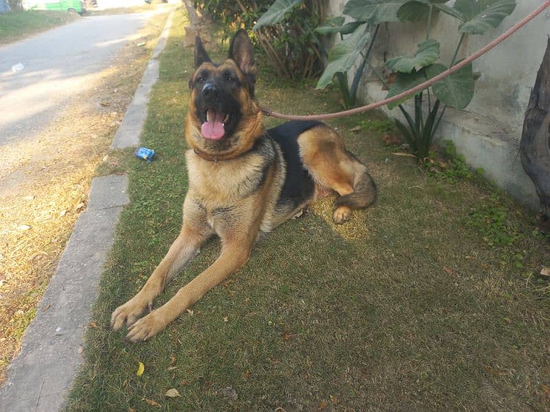 German shepherd female 3