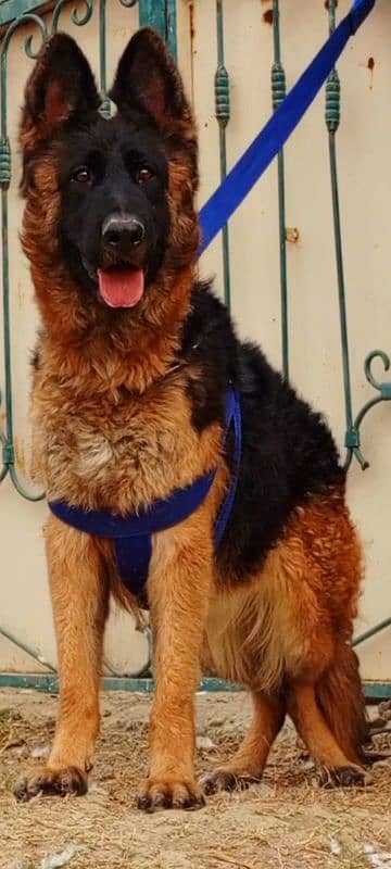 German Shepherd female 10 month for sale 1