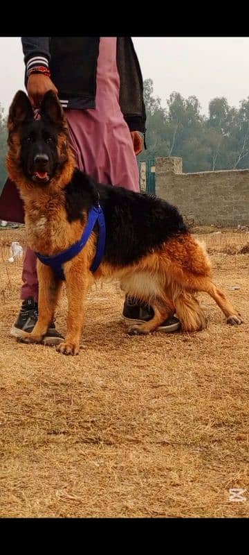 German Shepherd female 10 month for sale 2