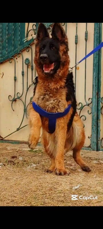 German Shepherd female 10 month for sale 3