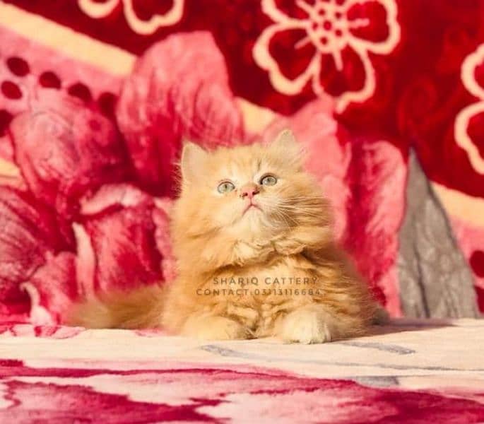 IMPORTED QUALITY PERSIAN KITTENS 9