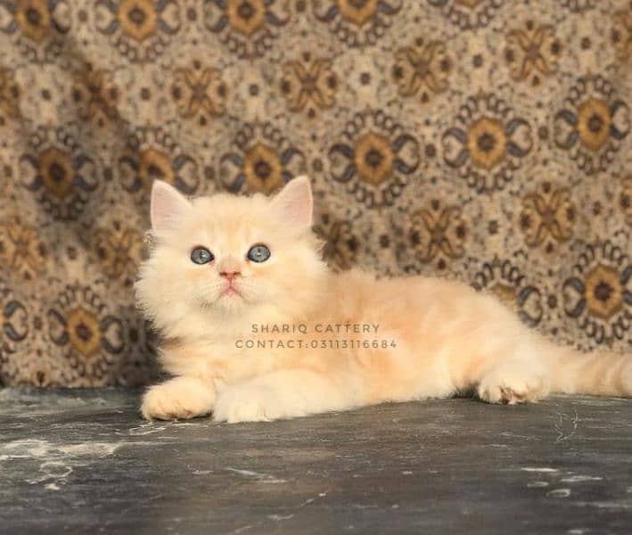 IMPORTED QUALITY PERSIAN KITTENS 15