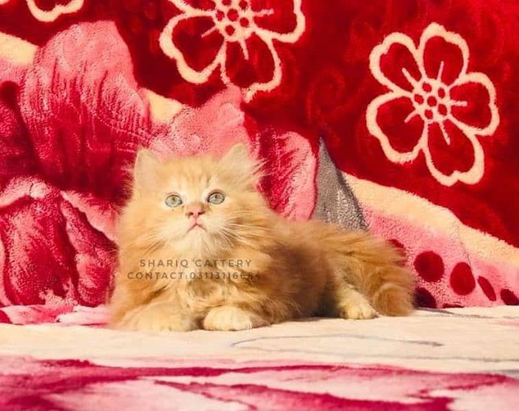 IMPORTED QUALITY PERSIAN KITTENS 16