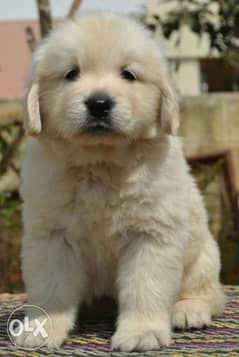 American Golden Retriever