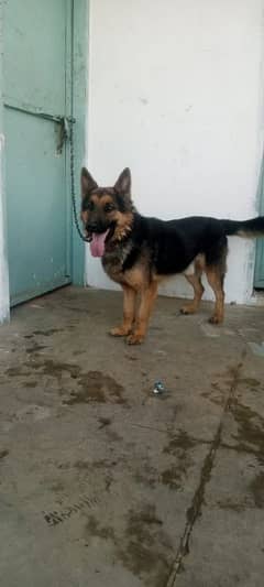 German Shepherd dog pair  |15 month age |Urgent Sale