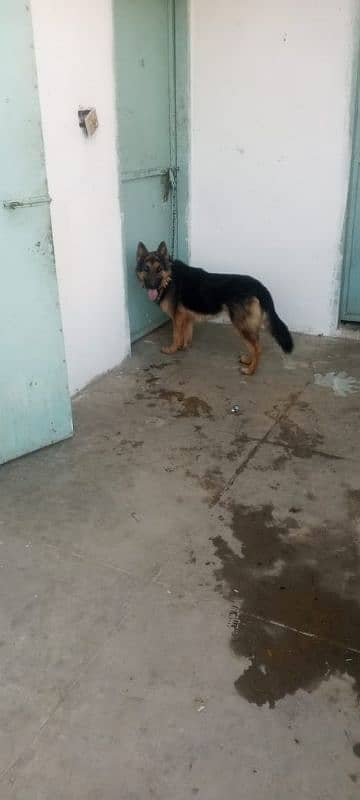 German Shepherd dog pair  |15 month age |Urgent Sale 1