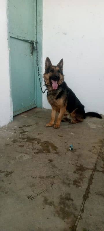 German Shepherd dog pair  |15 month age |Urgent Sale 2