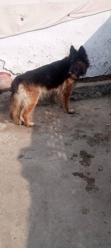 German Shepherd dog pair  |15 month age |Urgent Sale 3