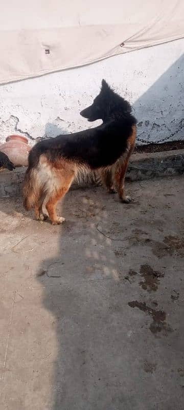 German Shepherd dog pair  |15 month age |Urgent Sale 4