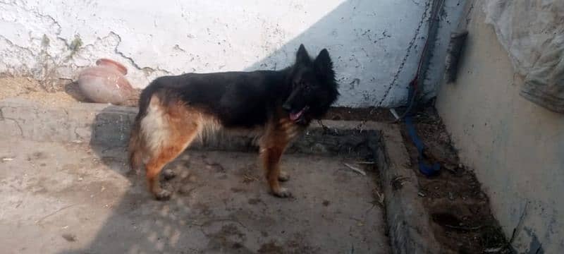 German Shepherd dog pair  |15 month age |Urgent Sale 5