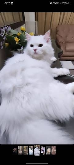 Female persian cat