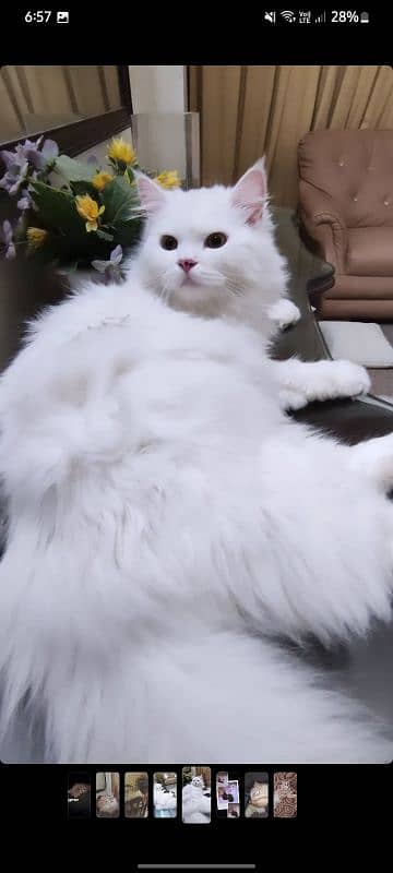 Female persian cat 0