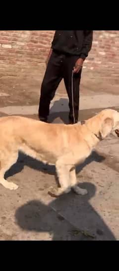 golden retriever female 2 years female breder