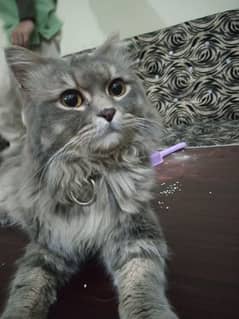 grey color male cat