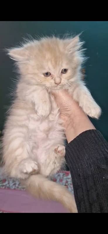 siberian and persian mix kitten 1