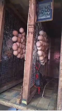 Eggs Incubators for seal 500 to 600