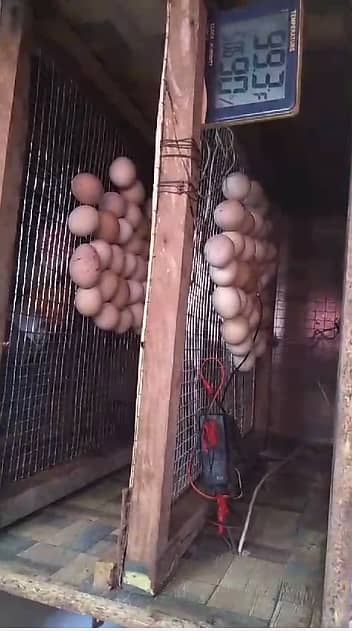 Eggs Incubators for seal 500 to 600 0