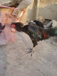 aseel Thai 3 hens 10 month male 8month male 10 female