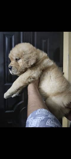 golden retriever Pedigree puppy