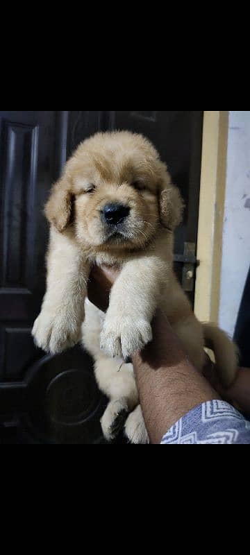 golden retriever Pedigree puppy 1