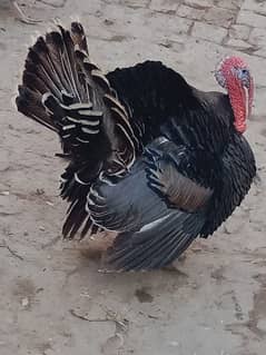 Turkey birds Peru egg laying pair for sale