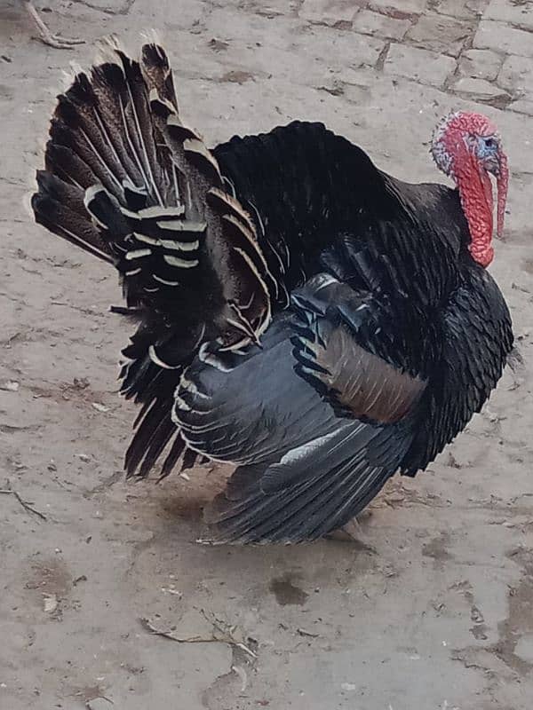 Turkey birds Peru egg laying pair for sale 0