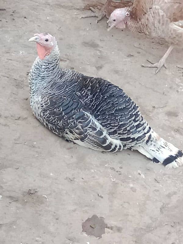 Turkey birds Peru egg laying pair for sale 1