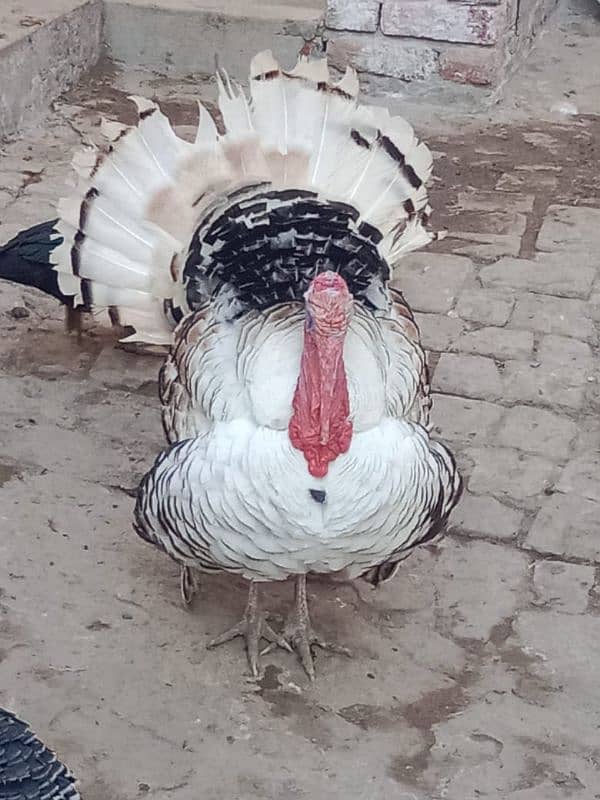 Turkey birds Peru egg laying pair for sale 2