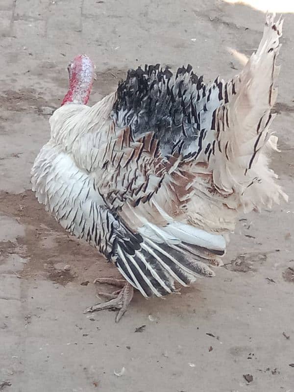 Turkey birds Peru egg laying pair for sale 3