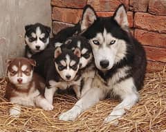 Siberian husky puppy | wolly Coat puppies | blue eye husky Dog