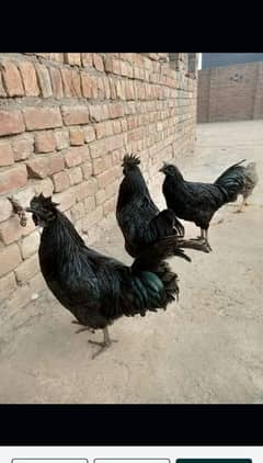 ayam cemani male breeder only 1