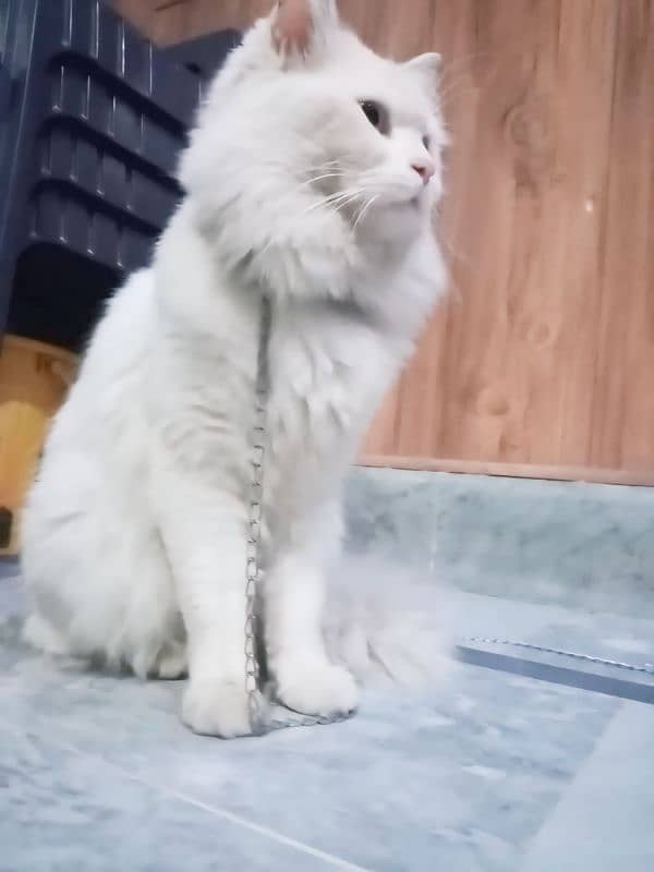 Persian cat for sale home breed white color ( 0