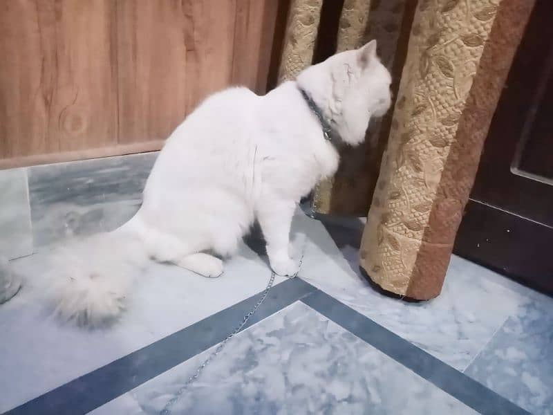 Persian cat for sale home breed white color ( 1