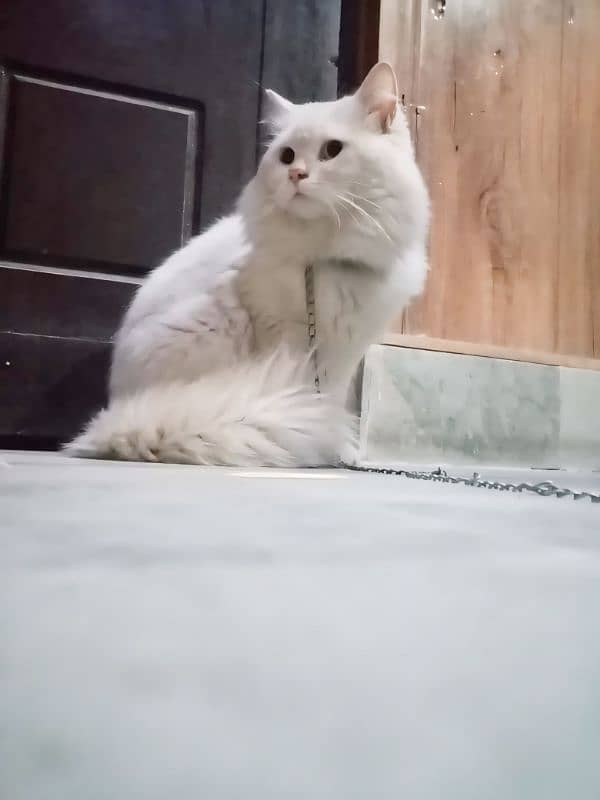 Persian cat for sale home breed white color ( 2