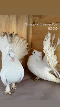 Indian fantail, swallow breeder pair senti pair