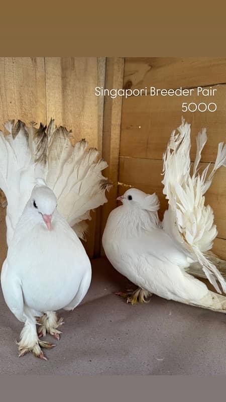 Indian fantail, swallow breeder pair senti pair 0