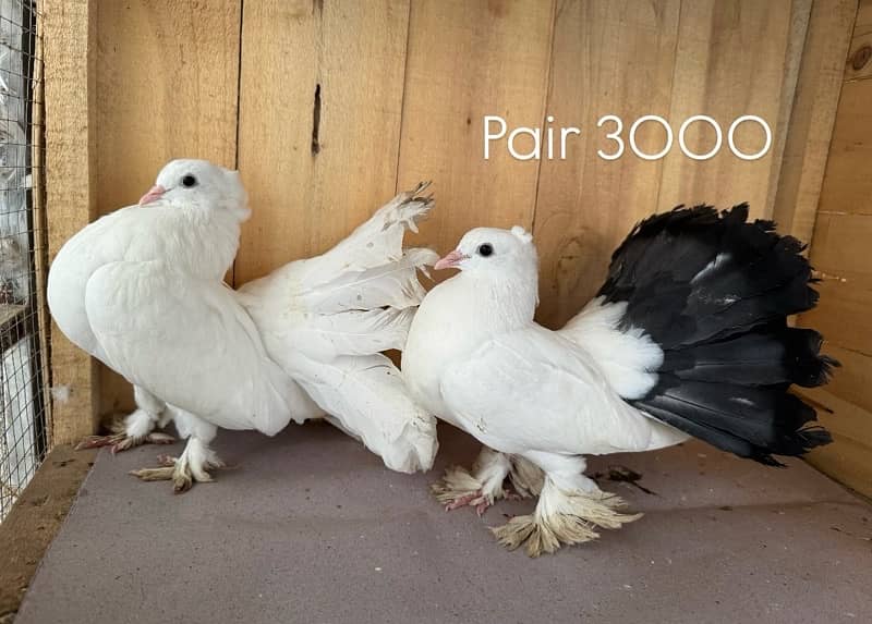 Indian fantail, swallow breeder pair senti pair 2