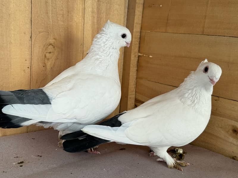 Indian fantail, swallow breeder pair senti pair 3