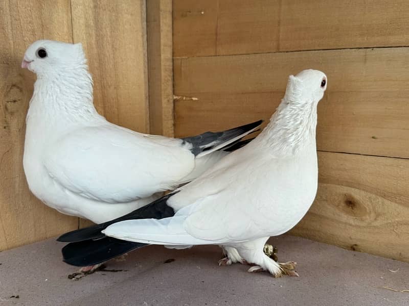 Indian fantail, swallow breeder pair senti pair 4