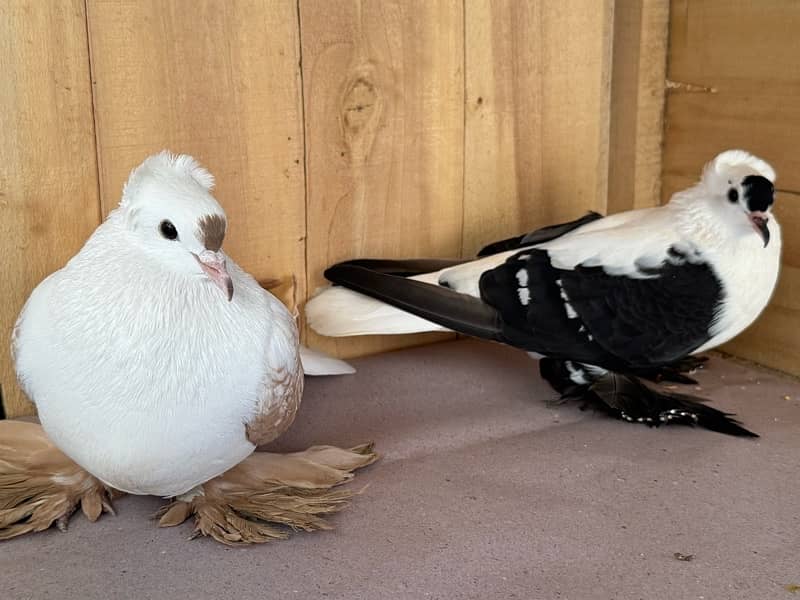 Indian fantail, swallow breeder pair senti pair 5