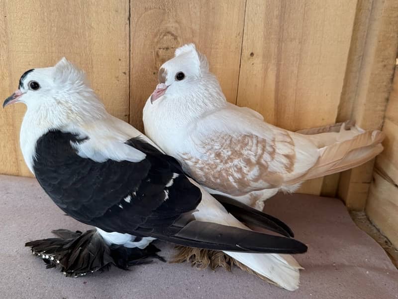 Indian fantail, swallow breeder pair senti pair 6